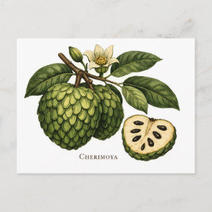 Postal Ilustración botánica de la rama de fruta cherimoya