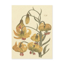 Ilustración botánica de lirio de pompón naranja