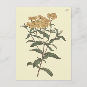 Postal Ilustración botánica de Marigold de Chili