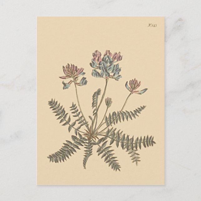 Postal Ilustración botánica de Mountain Milkvetch (Anverso)