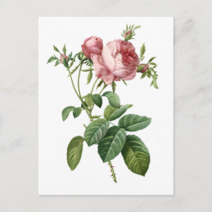 Postal Ilustración botánica de rosa rosa vintage, Redoute