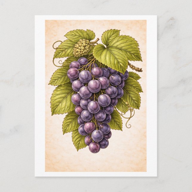 Postal Ilustración Botánica de Uvas al Estilo Antiguo (Anverso)