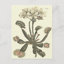 Postal Ilustración botánica de Venus Flytrap