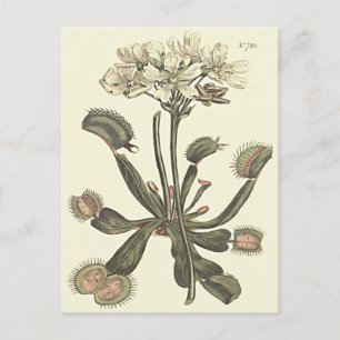 Postal Ilustración botánica de Venus Flytrap