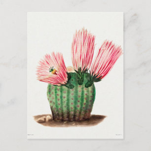 Postal Ilustración botánica vintage