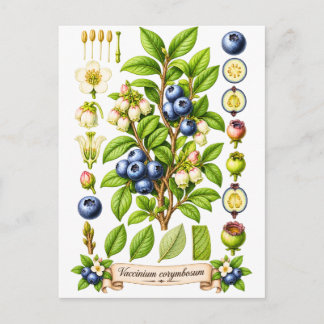 Postal Ilustración Botánica Vintage de Arándano Azul
