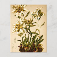 Ilustración botánica vintage de flores Edelweiss