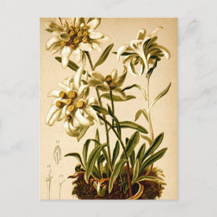 Postal Ilustración botánica vintage de flores Edelweiss