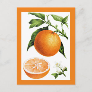 Postal Ilustración Botánica Vintage de Fruta Naranja