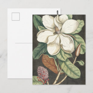 Postal Ilustración botánica vintage de magnolia de Catesb