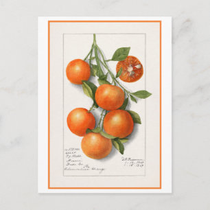 Postal Ilustración Botánica Vintage de Naranjas