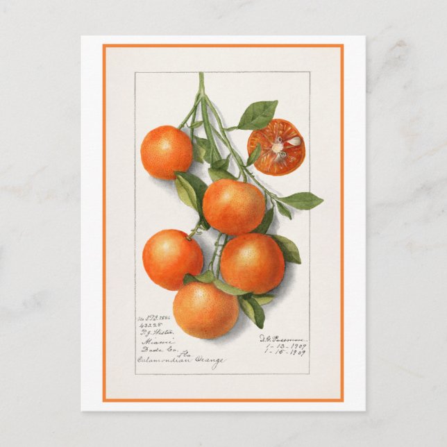 Postal Ilustración Botánica Vintage de Naranjas (Anverso)