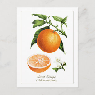 Postal Ilustración Botánica Vintage Fruta Naranja