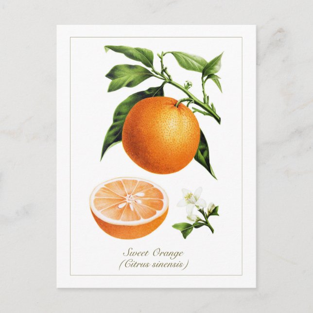 Postal Ilustración Botánica Vintage Fruta Naranja (Anverso)