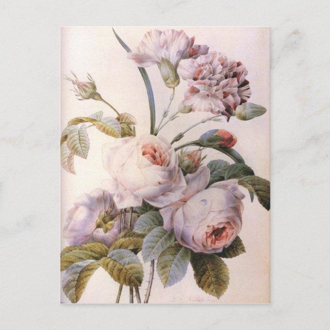 Postal ilustración botánica vintage, rosa rosa (Anverso)