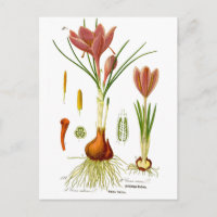 Ilustracion Botánico