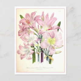 Postal Ilustracion Botánico Belladonna Vintage