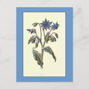 Postal ilustracion botánico "Borage"