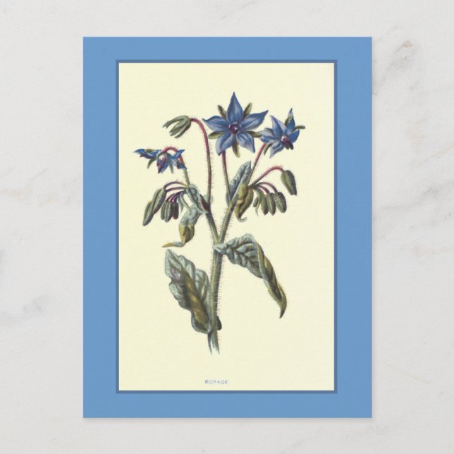 Postal ilustracion botánico "Borage" (Anverso)