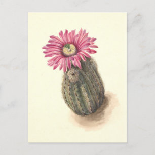 Postal Ilustracion botánico Cactus de cabeza de turco