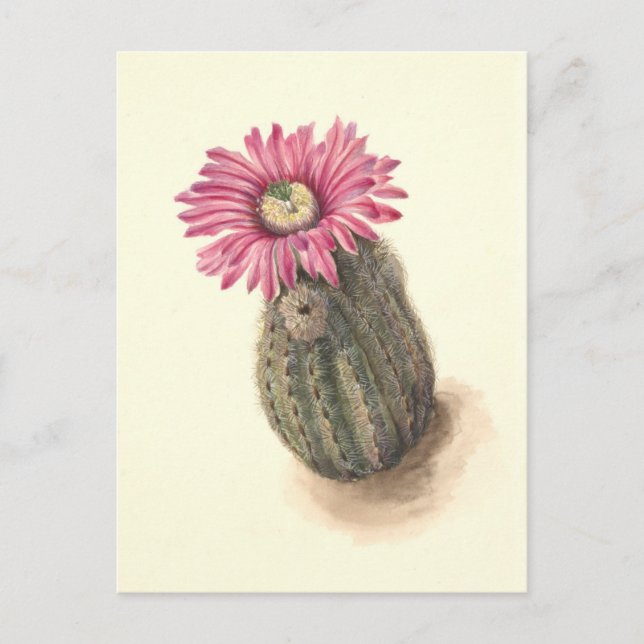 Postal Ilustracion botánico Cactus de cabeza de turco (Anverso)
