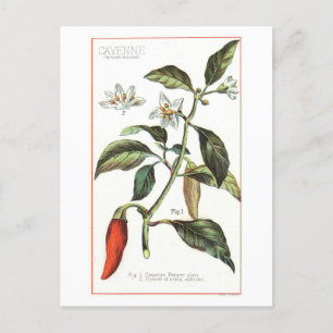 Postal Ilustracion botánico Cayenne Pepper Vintage