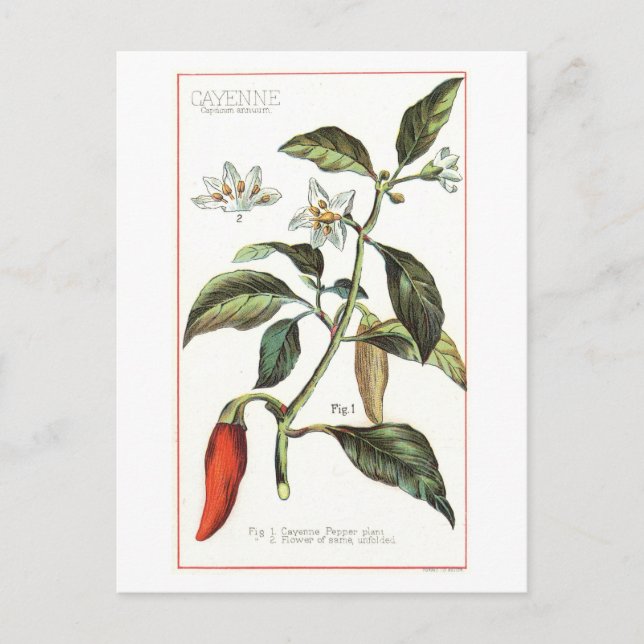Postal Ilustracion botánico Cayenne Pepper Vintage (Anverso)
