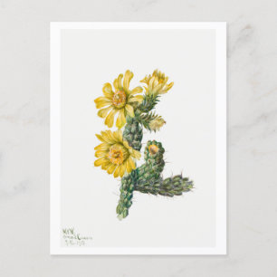 Postal Ilustracion botánico Cylindropuntia Whipplei