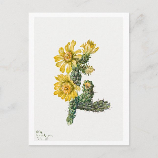 Postal Ilustracion botánico Cylindropuntia Whipplei (Anverso)