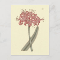 Ilustracion botánico de Amaryllis