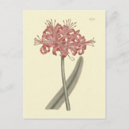 Postal Ilustracion botánico de Amaryllis