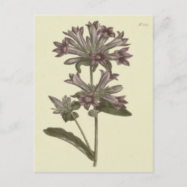 Postal Ilustracion Botánico de Bellflower Cúmulo