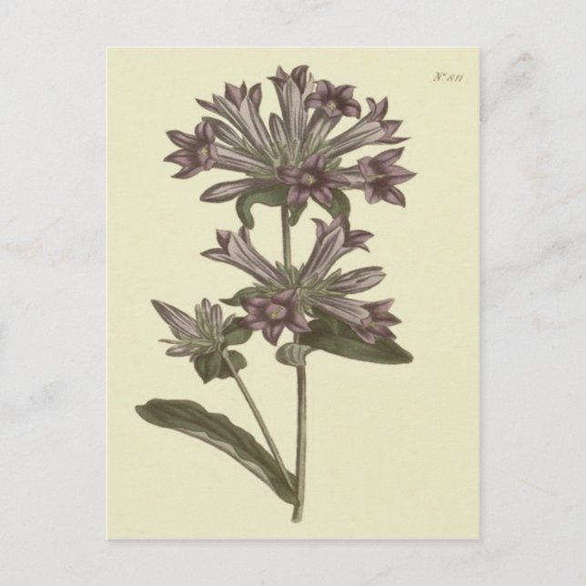 Postal Ilustracion Botánico de Bellflower Cúmulo (Anverso)
