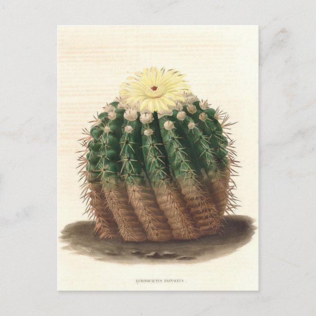 Postal Ilustracion botánico de Cactus de 1841 (Anverso)
