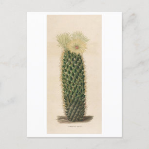 Postal Ilustracion botánico de Cactus de 1841