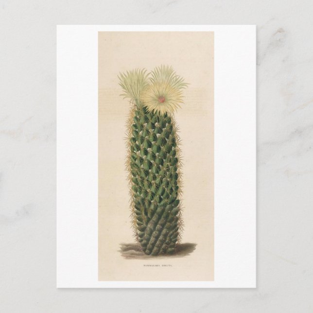 Postal Ilustracion botánico de Cactus de 1841 (Anverso)