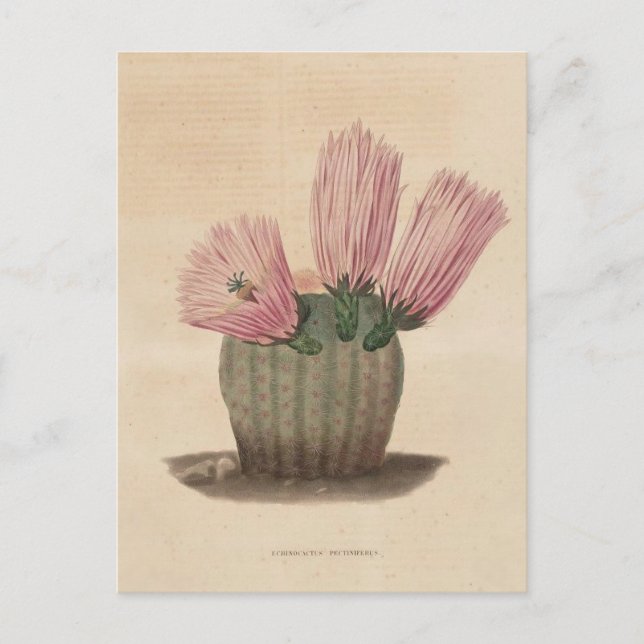 Postal Ilustracion botánico de Cactus de 1841 (Anverso)