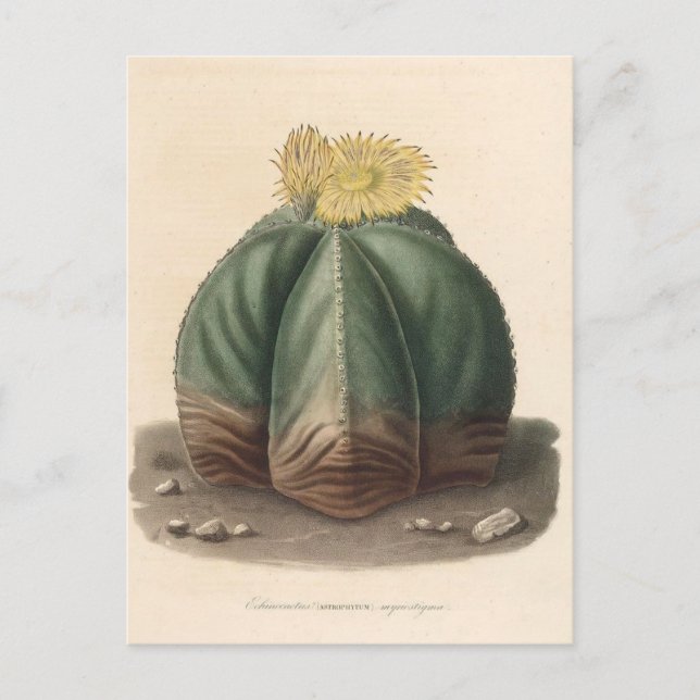 Postal Ilustracion botánico de Cactus de 1841 (Anverso)