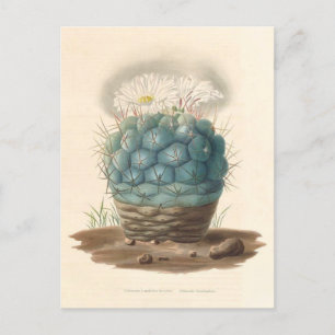 Postal Ilustracion botánico de Cactus de 1841