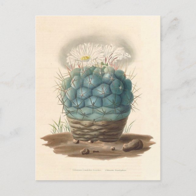 Postal Ilustracion botánico de Cactus de 1841 (Anverso)