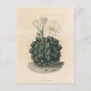 Postal Ilustracion botánico de Cactus de 1841