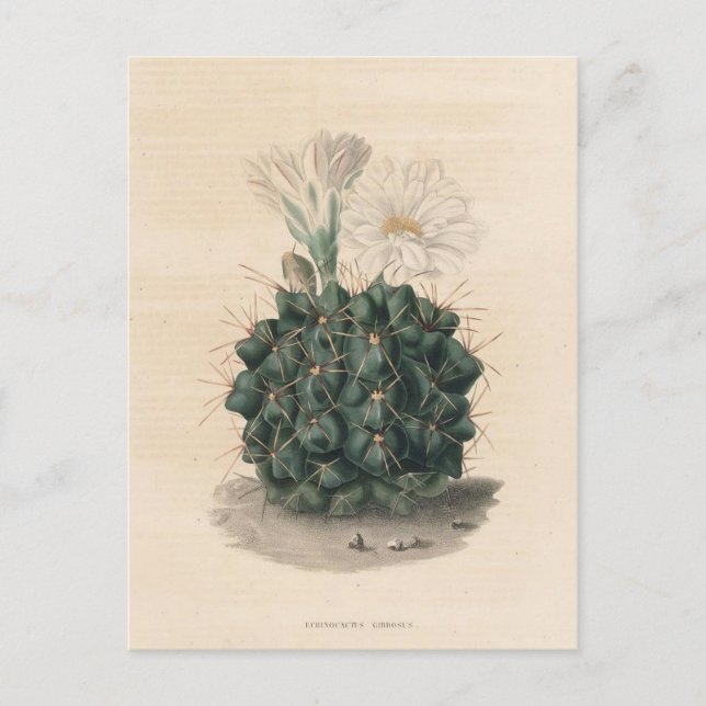 Postal Ilustracion botánico de Cactus de 1841 (Anverso)