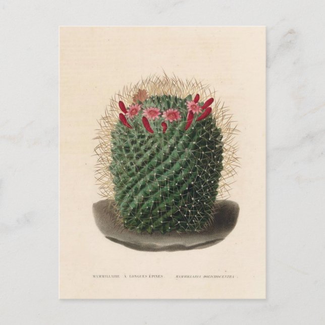 Postal Ilustracion botánico de Cactus de 1841 (Anverso)