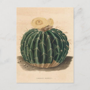 Postal Ilustracion botánico de Cactus de 1841