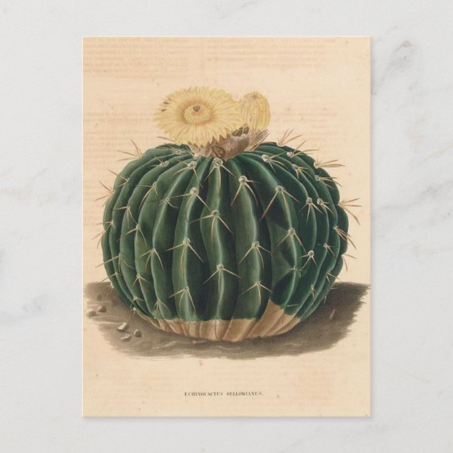Postal Ilustracion botánico de Cactus de 1841 (Anverso)
