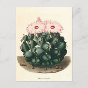 Postal Ilustracion botánico de Cactus de 1841
