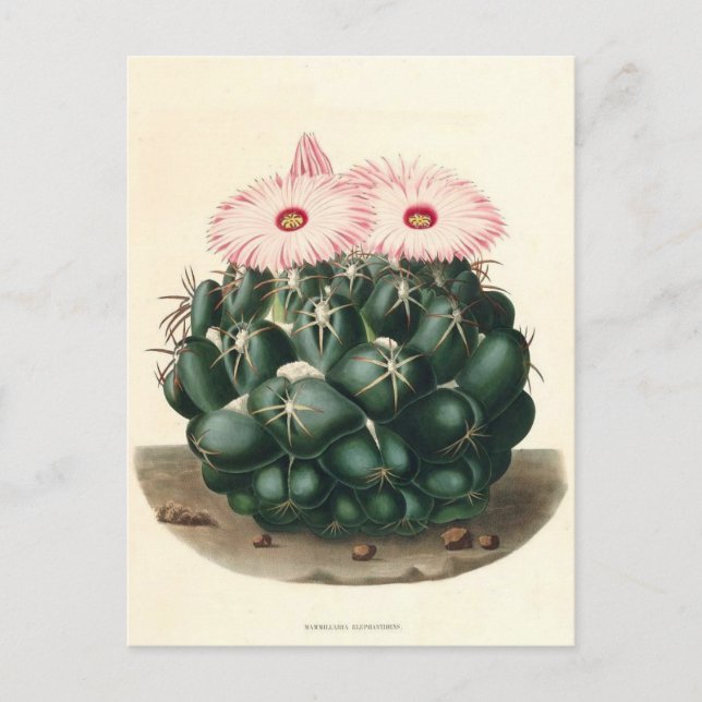 Postal Ilustracion botánico de Cactus de 1841 (Anverso)