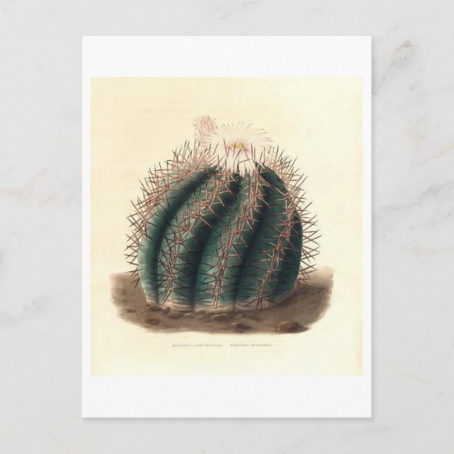Postal Ilustracion botánico de Cactus de 1841 (Anverso)