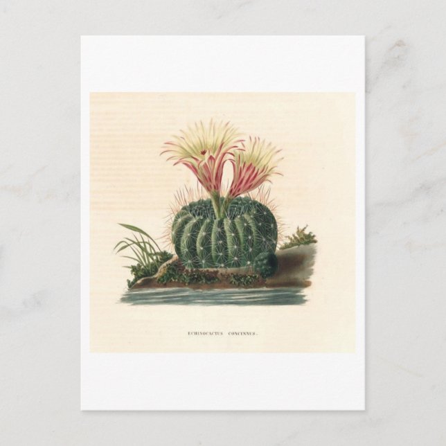 Postal Ilustracion botánico de Cactus de 1841 (Anverso)