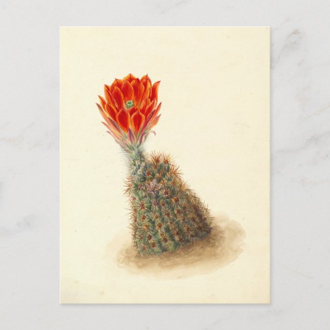 Postal Ilustracion botánico de Cactus de fresa de Lloyd (Anverso)